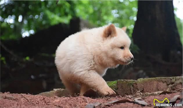 秋田犬真的是“忠犬”吗？不，说起来它远不如中华田园犬