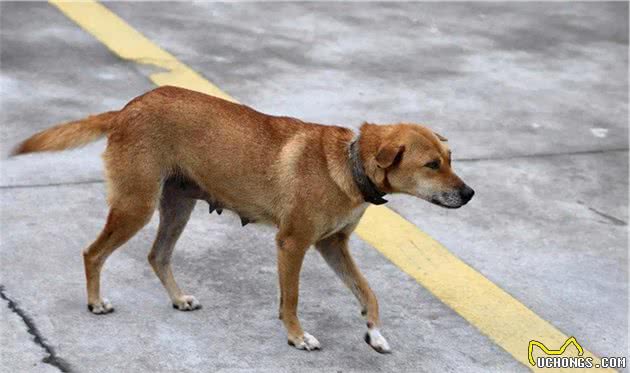 秋田犬真的是“忠犬”吗？不，说起来它远不如中华田园犬