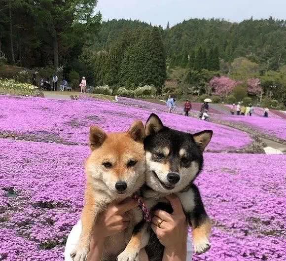 豆柴犬的繁殖