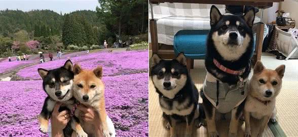 豆柴犬的繁殖