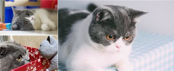英国短毛猫，让人又爱又恨