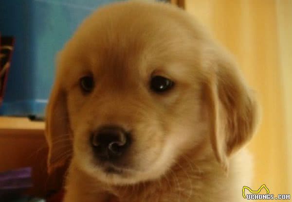怎么挑选一只纯种的金毛犬？