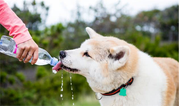 这“8种水”对狗狗有害，太危险！你家若有，引起重视
