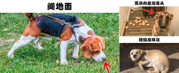 科学解析：狗狗正在告诉你它不舒服的8个迹象