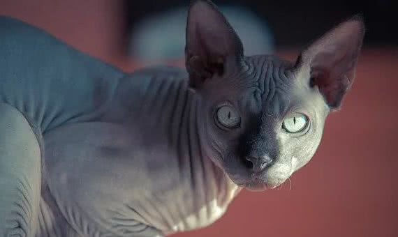 最易发胖的十大脂肪猫