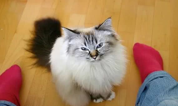 最易发胖的十大脂肪猫