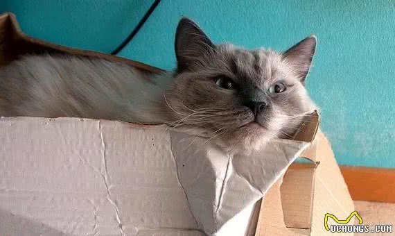 最易发胖的十大脂肪猫