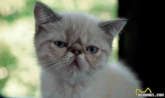 最易发胖的十大脂肪猫