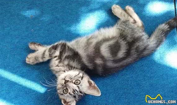 最易发胖的十大脂肪猫