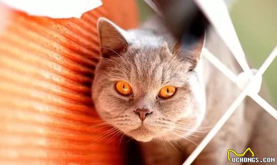 最易发胖的十大脂肪猫