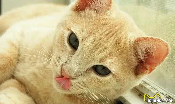 最易发胖的十大脂肪猫