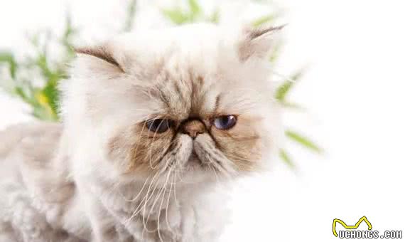 最易发胖的十大脂肪猫