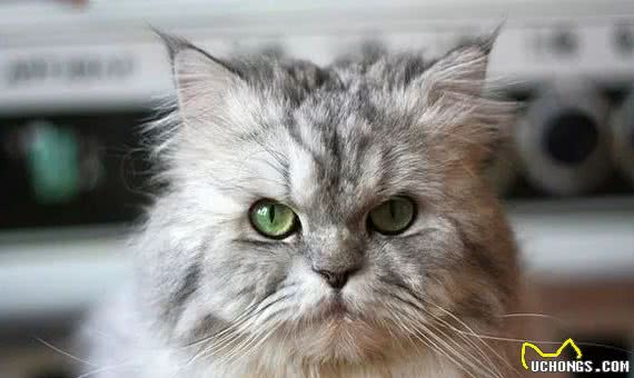 最易发胖的十大脂肪猫