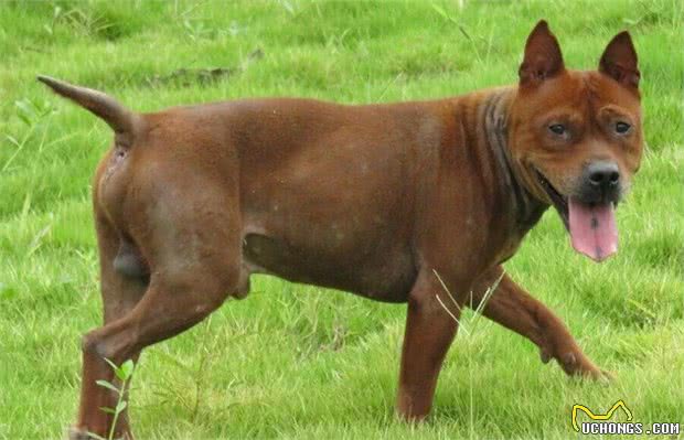 中华两大名猎，湖北箭毛猎犬和川东猎犬，现已处在灭绝的边缘