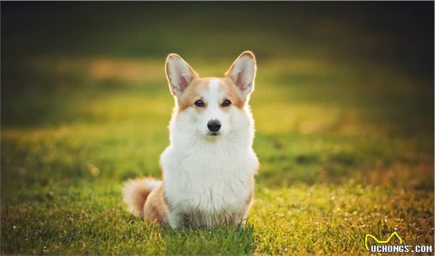 快乐短腿，与热爱生活的你—咱们聊一聊柯基犬吧