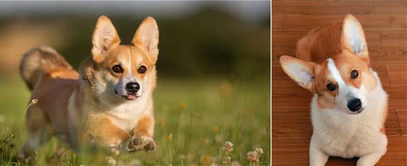 快乐短腿，与热爱生活的你—咱们聊一聊柯基犬吧