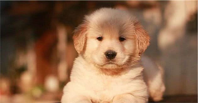 狗狗得了心肌炎怎么办？犬心肌炎治疗方法是什么