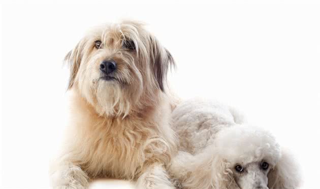 狗狗得了心肌炎怎么办？犬心肌炎治疗方法是什么