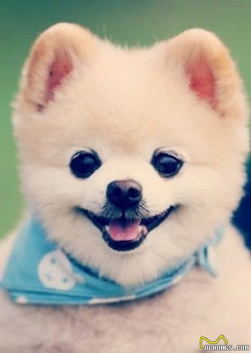 狗狗得了心肌炎怎么办？犬心肌炎治疗方法是什么