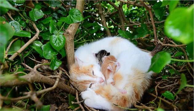 流浪猫和宠物猫：一扇窗，却是两个世界