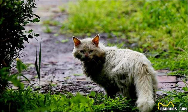 流浪猫和宠物猫：一扇窗，却是两个世界