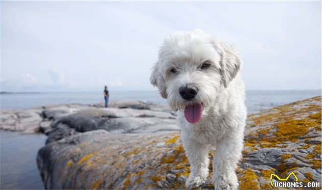 比熊犬一生5大时期，饲养指南