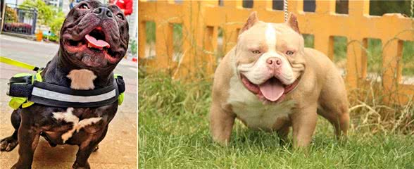 美国恶霸犬为什么那么贵