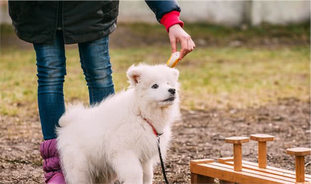 掉毛厉害的常见宠物犬，要想饲养，请考虑清楚