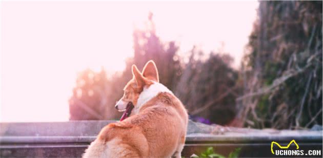 掉毛厉害的常见宠物犬，要想饲养，请考虑清楚