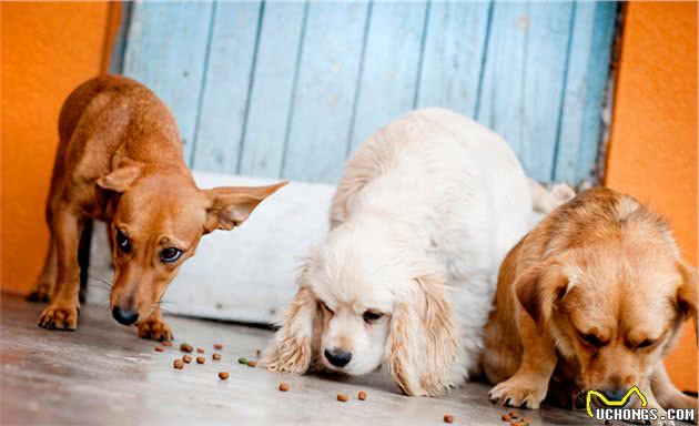 掉毛厉害的常见宠物犬，要想饲养，请考虑清楚