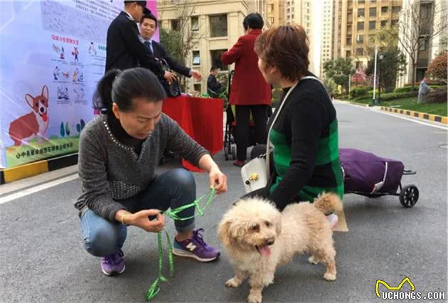 遛狗需注意四点基本礼仪，减少冲突同时也在保护爱犬