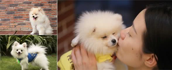 怎么挑选博美犬，看这几个地方就可以了