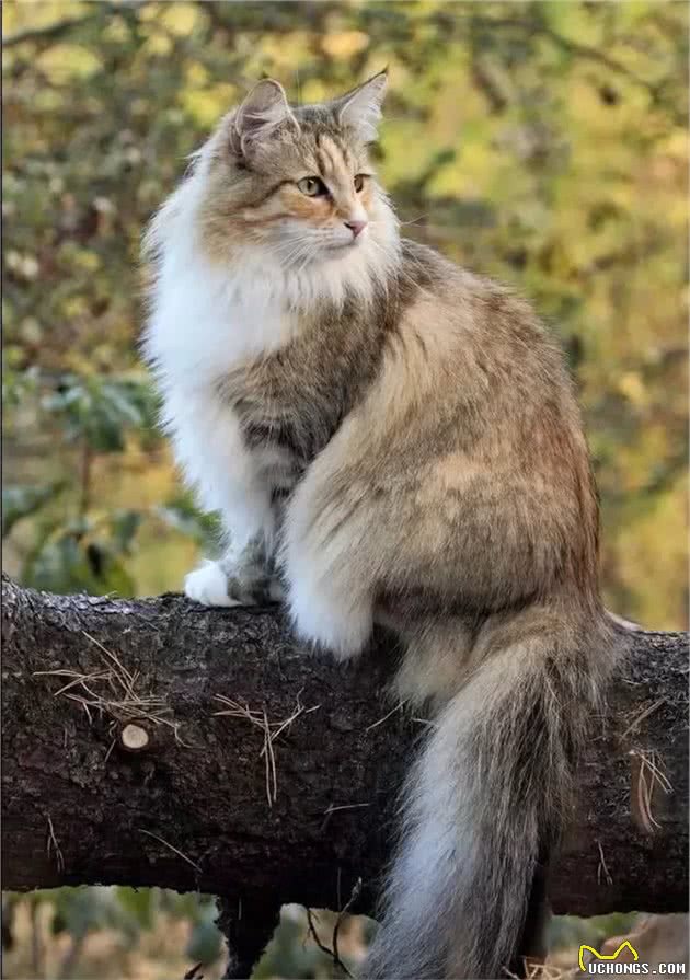 猫咪品种大盘点12：挪威森林猫
