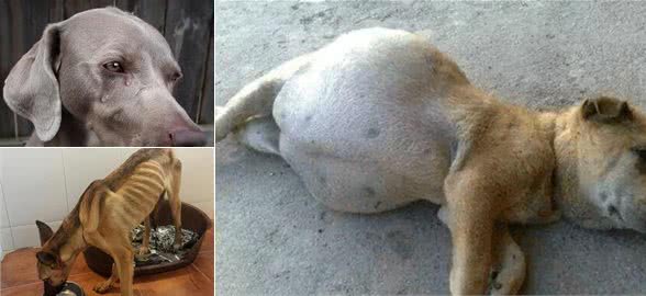 狗狗有这四种表现，说明体内有大量寄生虫，你别不知道