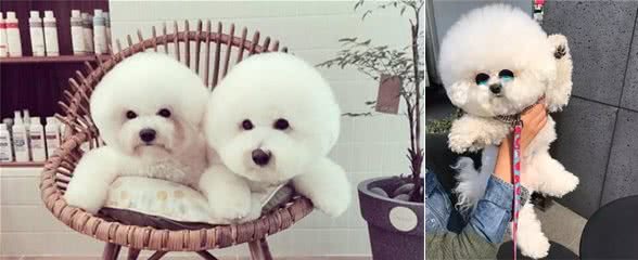 比熊犬好养吗？得知它的优点之后，网友直呼：值得拥有