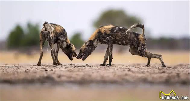 犬科代表非洲野犬，围攻狮子，掠夺豹子，暴打鬣狗，成为草原王者