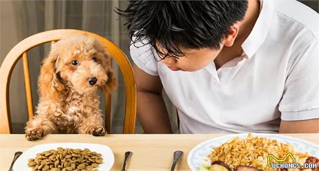 不要给狗狗喂人类的晚餐，这些食物的破坏力，比你想象的要强多了