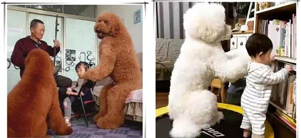 宠物护主，萌宠巨型贵宾犬将犯错的小主人搂在怀中，为其撑腰