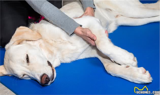 爱犬血型不匹配就不能输血？并非如此，狗狗：我是万能血