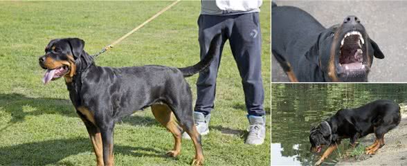 罗威纳犬少人饲养，是因为“杀伤力”太大？