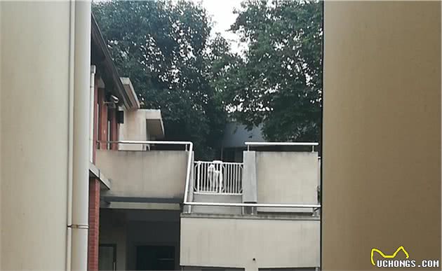 狗狗之间也有爱情，它思念它的样子，像极了17岁的我们