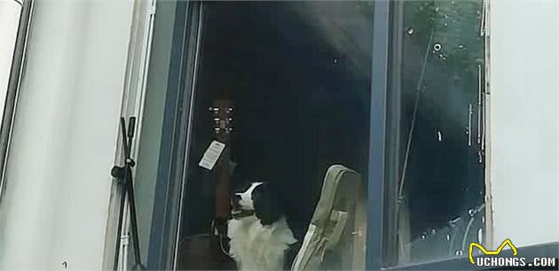 狗狗之间也有爱情，它思念它的样子，像极了17岁的我们