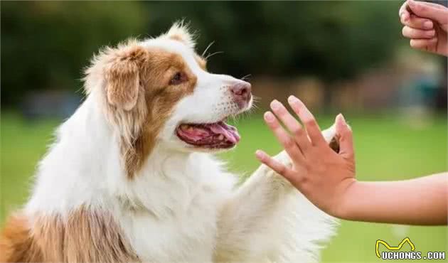 轻松教会狗狗坐下，从此打开狗狗训练的大门，走上训犬“不归路”