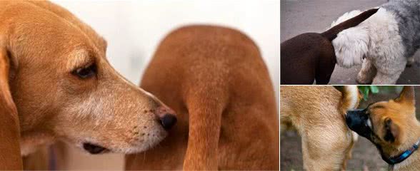 狗狗为何见面时，都喜欢互相闻屁屁？这五点是真正原因
