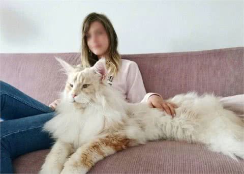 缅因猫适合什么人养？女生对这种猫根本没有抵抗力，安全感十足