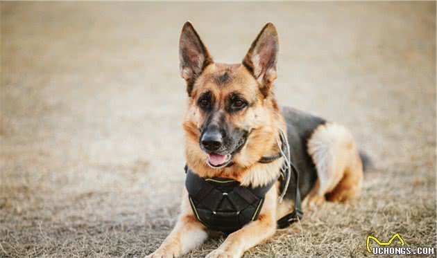 聪明、学习能力强、理解力高的犬类