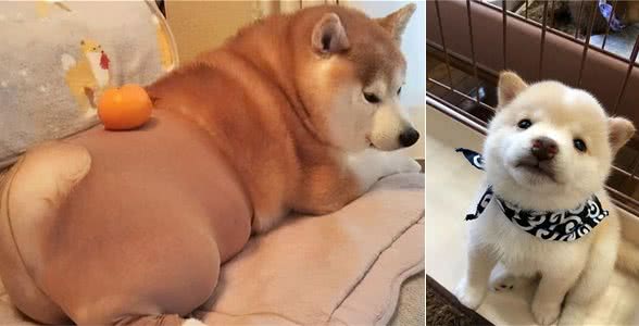1500买的柴犬，是大黄吗？纯种柴犬长啥样，怎么挑？