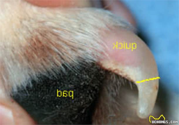狗狗指甲长短不一，可能为疾病前兆，潜在疾病主人须知道