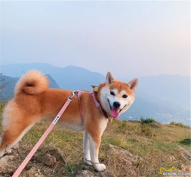 狗狗也会患上类似人类的疾病