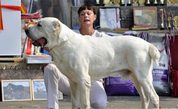 戈赞:参加犬展前应做好哪些工作